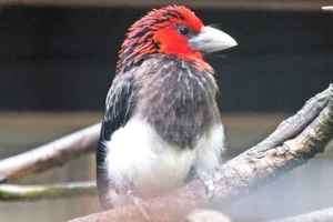 bruinborst-baardvogel
