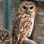 Rusty-barred Owl