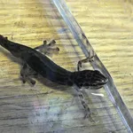 Smooth Newt