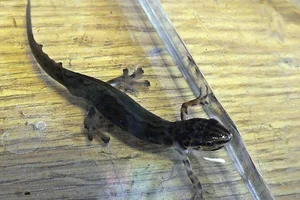 Kleine watersalamander