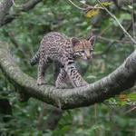 Ocelot