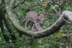 Ocelot