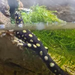 Lake Urmia Newt