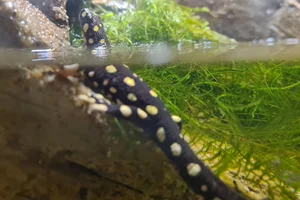 Lake Urmia Newt