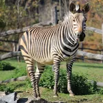 Mountain Zebra