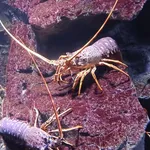 Common Spiny Lobster