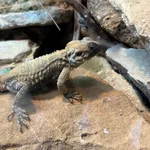 Roughtail Rock Agama
