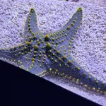 Pentaceraster mammillatus (Audouin, 1826)