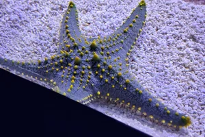 Pentaceraster mammillatus