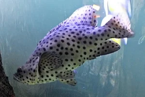 Humpback grouper