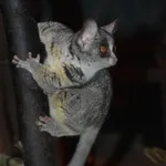 Southern Lesser Galago
