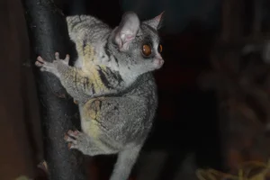 Zuid-Afrikaanse Galago