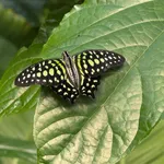 Tailed Jay