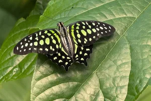 Tailed Jay