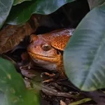 Tomato Frog