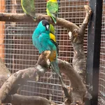 Hooded Parrot