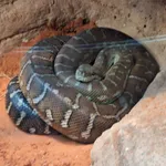 Centralian Carpet Python