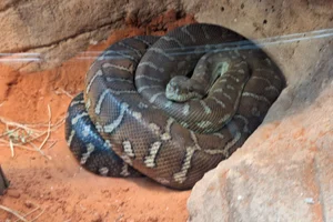 Centralian Carpet Python