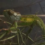 Knysna Dwarf Chameleon