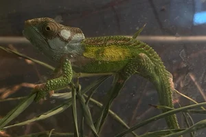 Knysna dwarf chameleon