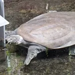 African Softshell Turtle