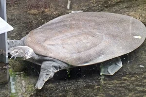 Afrikaanse Weekschildpad