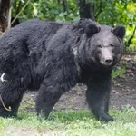Brown Bear
