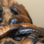 hissing cockroach