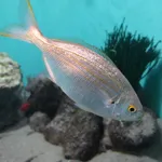 Karanteen
