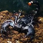 common emperor scorpion