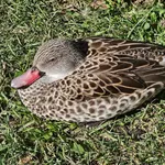 Cape Teal