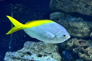 Redbelly yellowtail fusilier