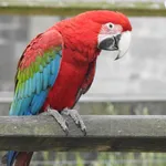 Red-and-green Macaw