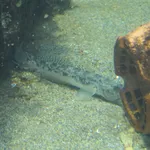 Yellowfin Goby