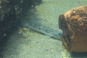 Yellowfin Goby