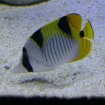 Pigface Coralfish