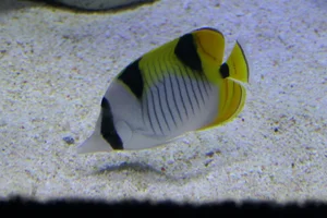 Pigface Coralfish