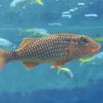 Whitesaddle goatfish