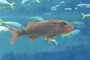 Whitesaddle goatfish