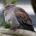 European Turtle Dove