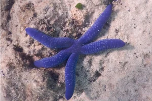 azure sea star