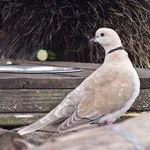 Eurasian Collared-Dove (Eurasian)