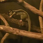 Torresian Striped Possum