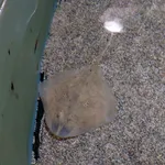 Rough Skate