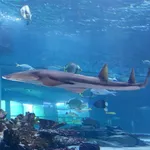 Giant Guitarfish