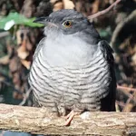 Common Cuckoo