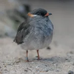 Rock Pratincole