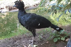 Geelknobbelhokko