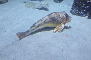 Knurrhahn