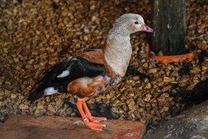 Orinocogans